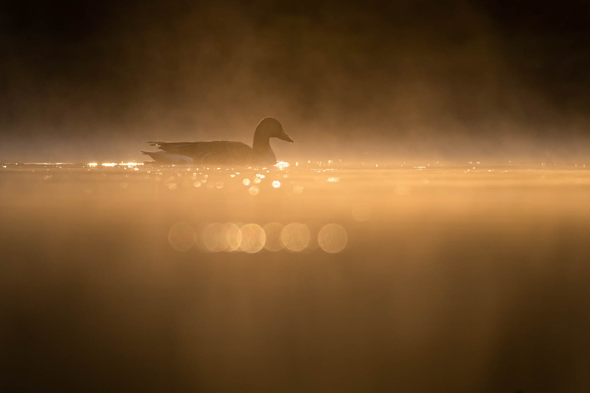 Testbericht über das SIGMA 100-400mm F5-6,3 DG DN OS | Contemporary © Robert Sommer