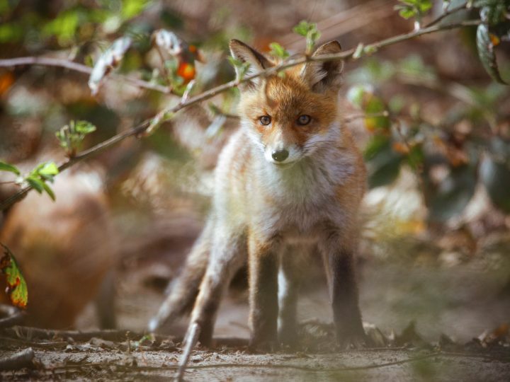 Zuckerschock im Wald und Wiese mit Kevin Winterhoff © Kevin Winterhoff