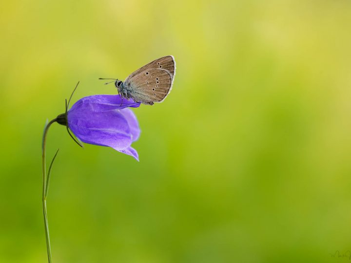 Makrofotografie mit der SIGMA fp L und dem SIGMA 105mm F2.8 DG DN MACRO | Art © Mark James Ford