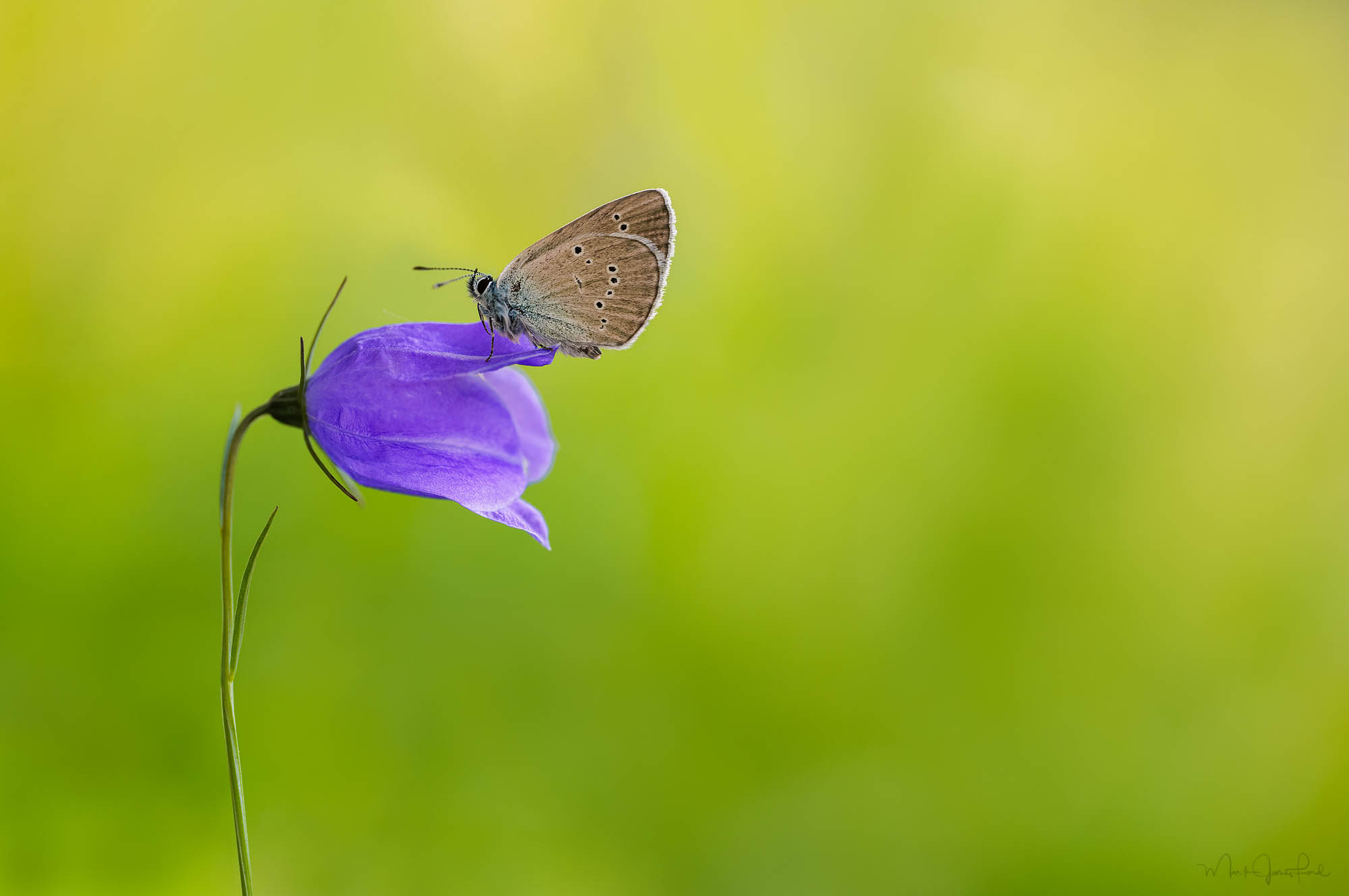 Makrofotografie mit der SIGMA fp L und dem SIGMA 105mm F2.8 DG DN MACRO | Art © Mark James Ford