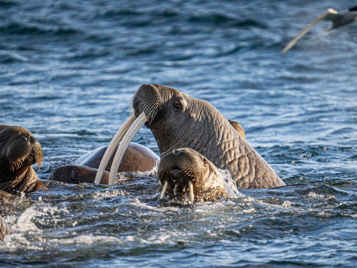 Arktisreise mit dem SIGMA 150-600mm F5-6,3 DG DN OS | Sports © Michael Ginzburg