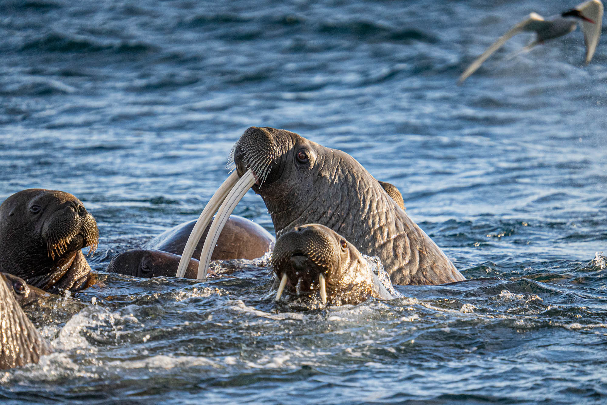 Arktisreise mit dem SIGMA 150-600mm F5-6,3 DG DN OS | Sports © Michael Ginzburg