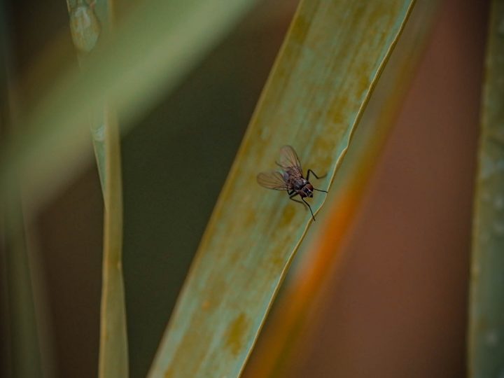 Makrofotografie mit der SIGMA fp L und dem 105mm DG DN MACRO | Art © Marius Wenzel