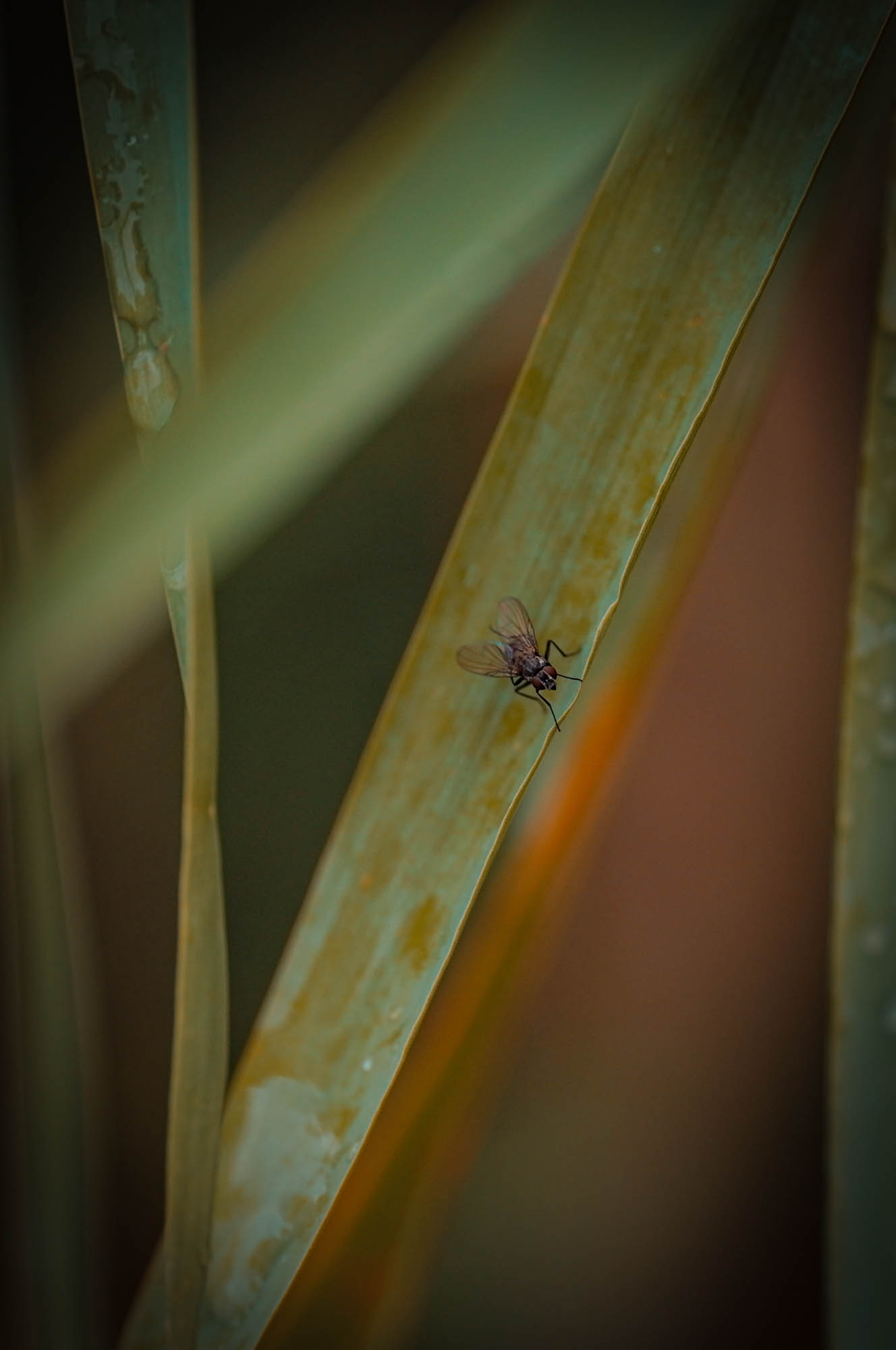 Makrofotografie mit der SIGMA fp L und dem 105mm DG DN MACRO | Art © Marius Wenzel