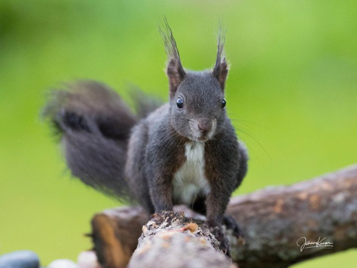 Der Teufel ist ein Eichhörnchen © Johnny Krüger