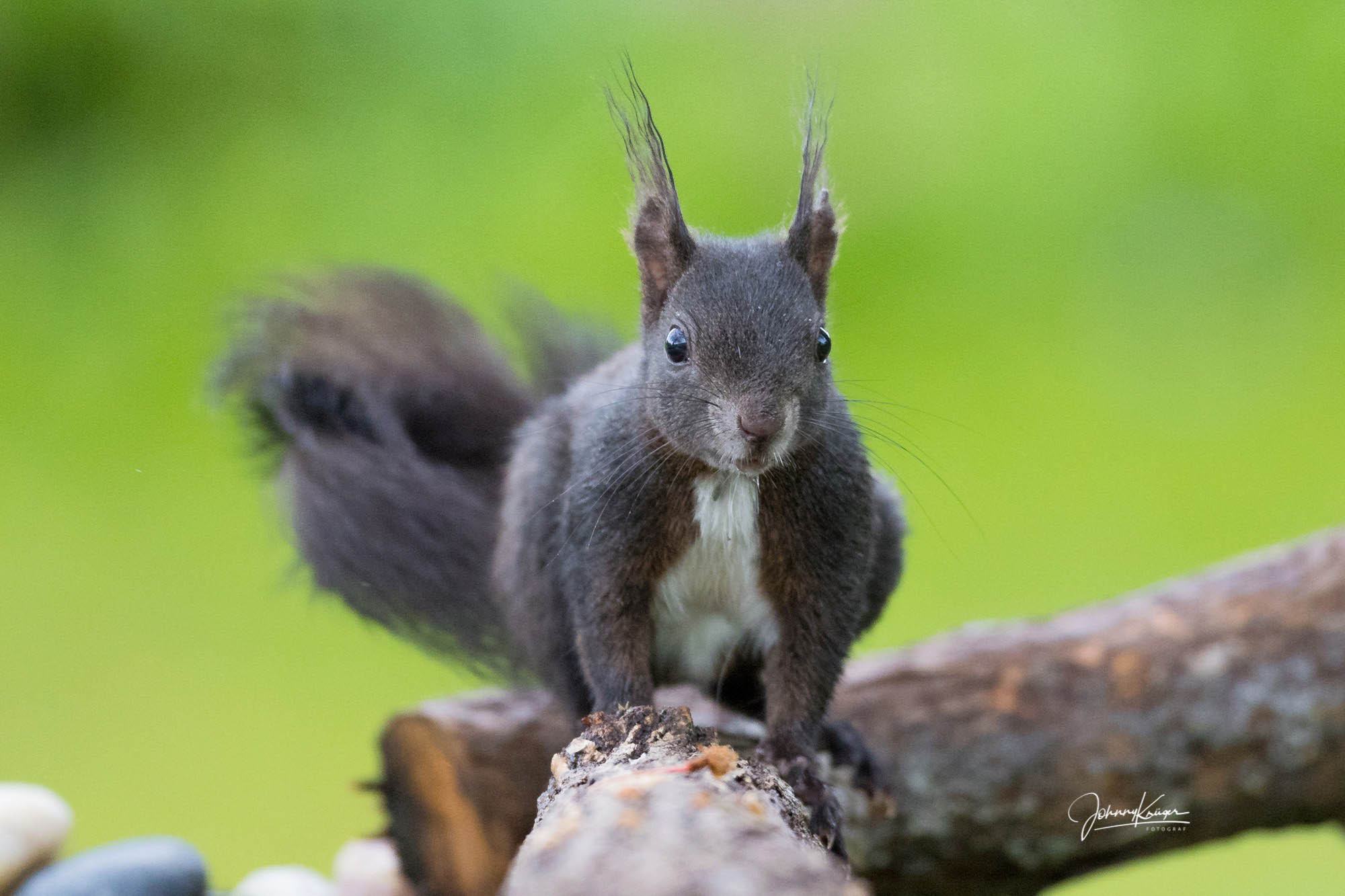 Der Teufel ist ein Eichhörnchen © Johnny Krüger