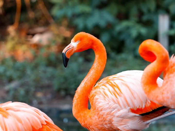 Wildlifefotografie im Zoo © Marius Wenzel