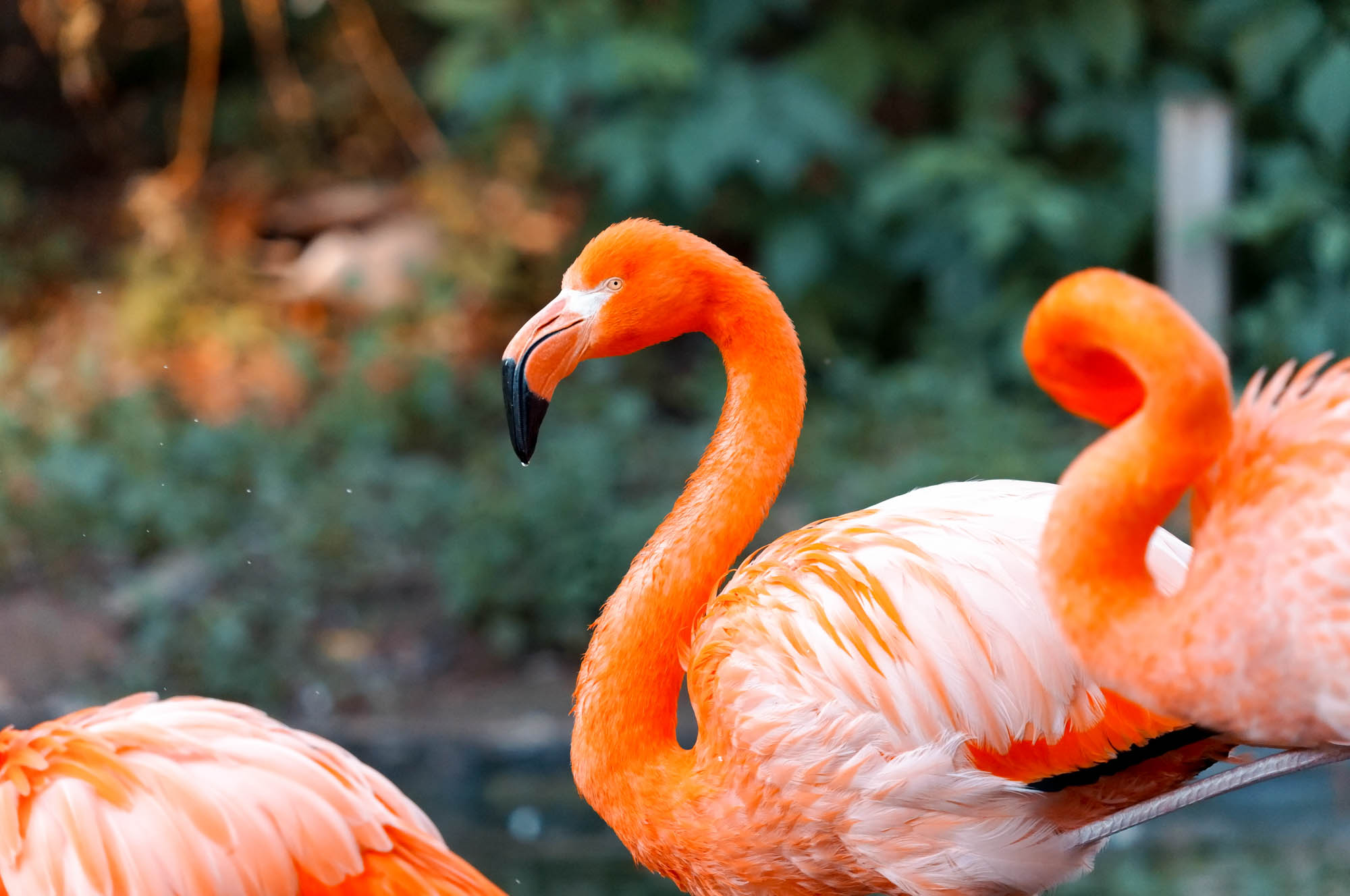 Wildlifefotografie im Zoo © Marius Wenzel