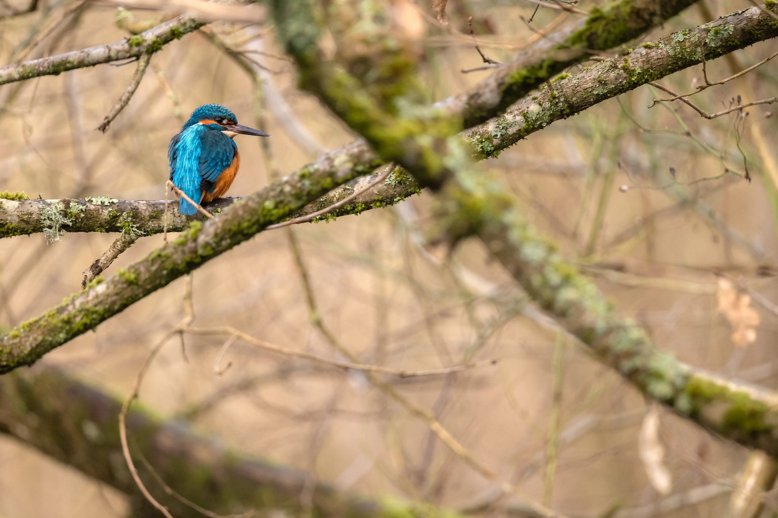 Warum ich nie ohne ein Telezoom in meinem Fotorucksack losziehe © Daniel Spohn