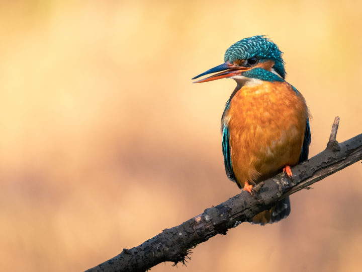 Warum ich nie ohne ein Telezoom in meinem Fotorucksack losziehe © Daniel Spohn