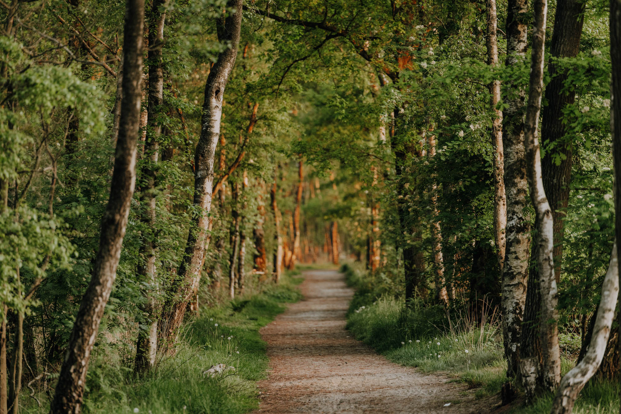 Waldweg © Maike Wittreck